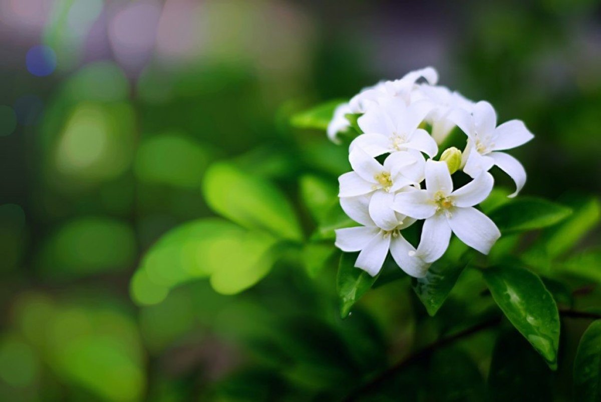 طرز تهیه مربای بهار نارنج خانگی